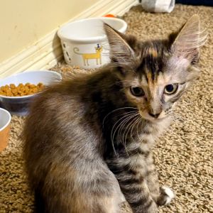 Meet Beanie a stunning little tabico princess with the most delicate patchwork of colors and a hear