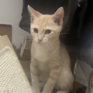 Meet Bart Simpson the little orange whirlwind whos basically the kitten version of his cartoon nam