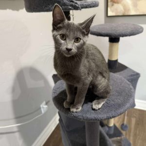 Meet Rose - The Shoulder-Riding Snuggle Queen 4-month-old Female Grey Tabby Fully Vetted  Microchi