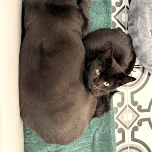 Dahlia, Young Female Domestic Short Hair
