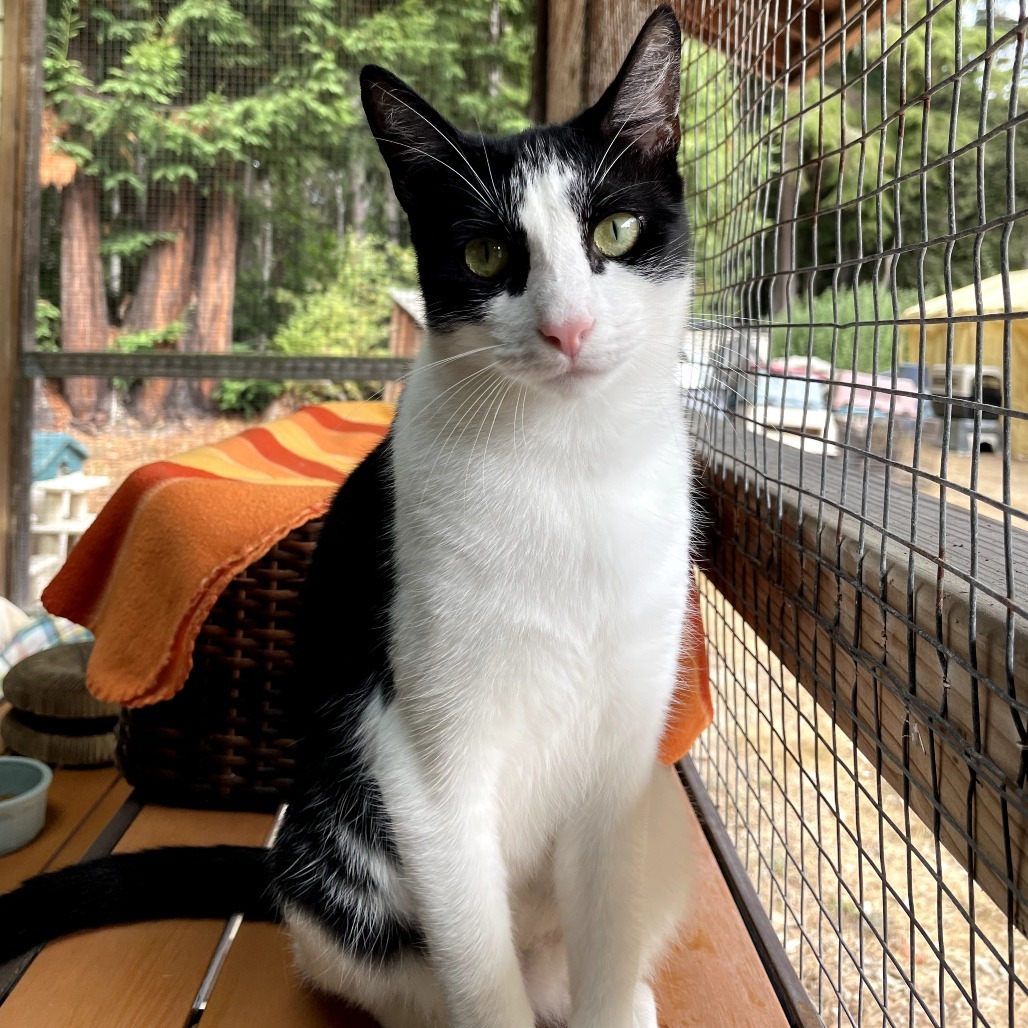 Cookie, an adoptable Domestic Short Hair in Fort Bragg, CA, 95437 | Photo Image 1