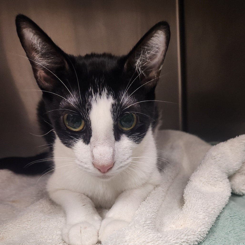 Cookie, an adoptable Domestic Short Hair in Fort Bragg, CA, 95437 | Photo Image 2