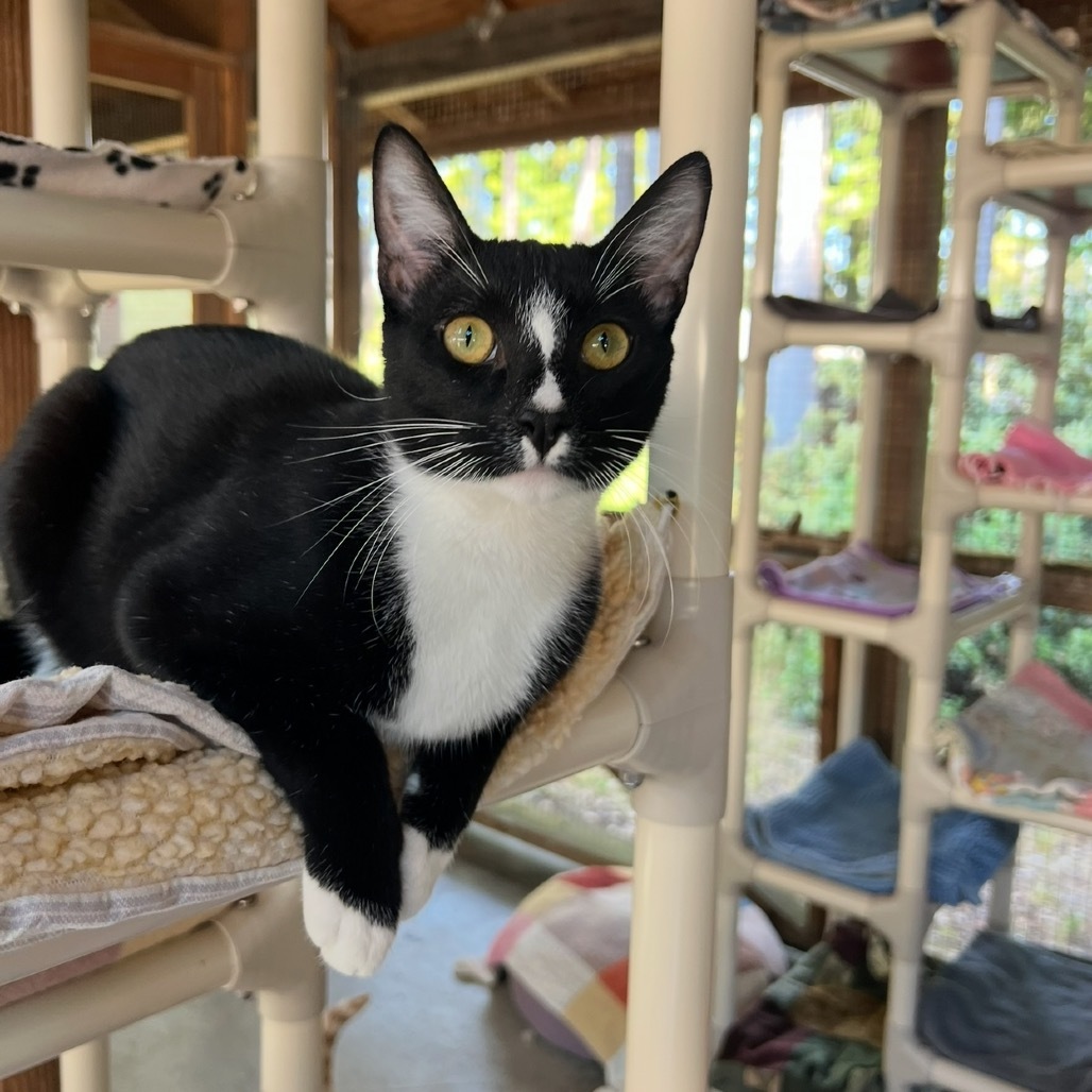 Milo Cat