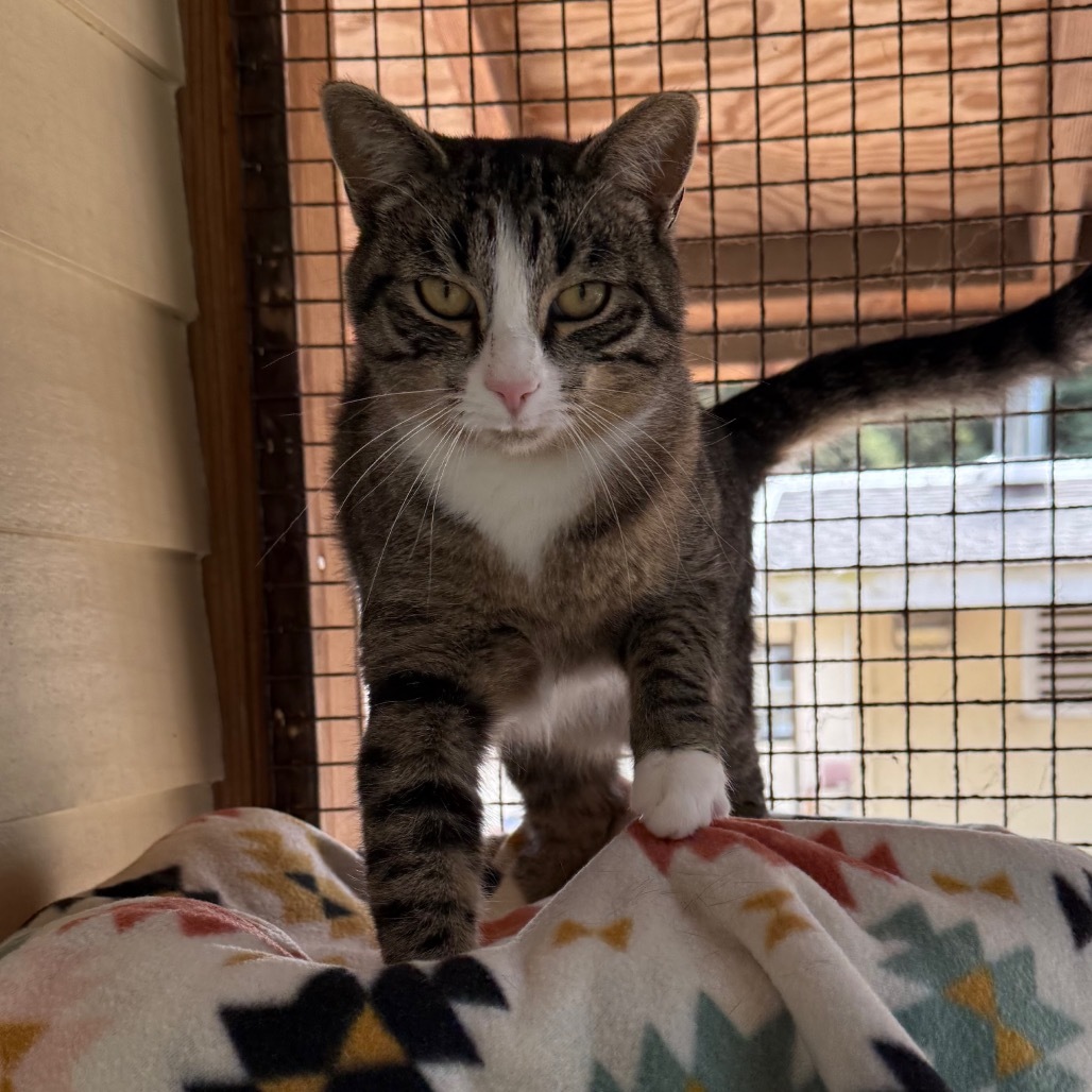 Lobster, an adoptable Domestic Short Hair in Fort Bragg, CA, 95437 | Photo Image 1
