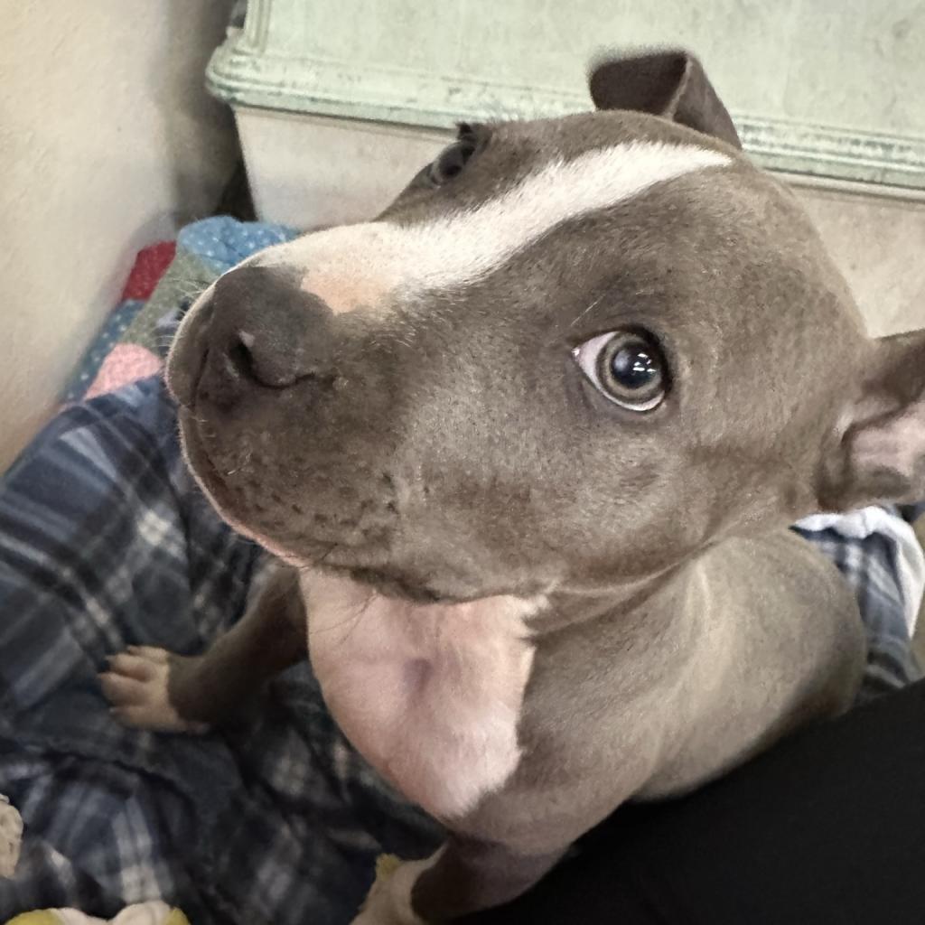 Smokey, an adoptable Mixed Breed in Fort Bragg, CA, 95437 | Photo Image 2