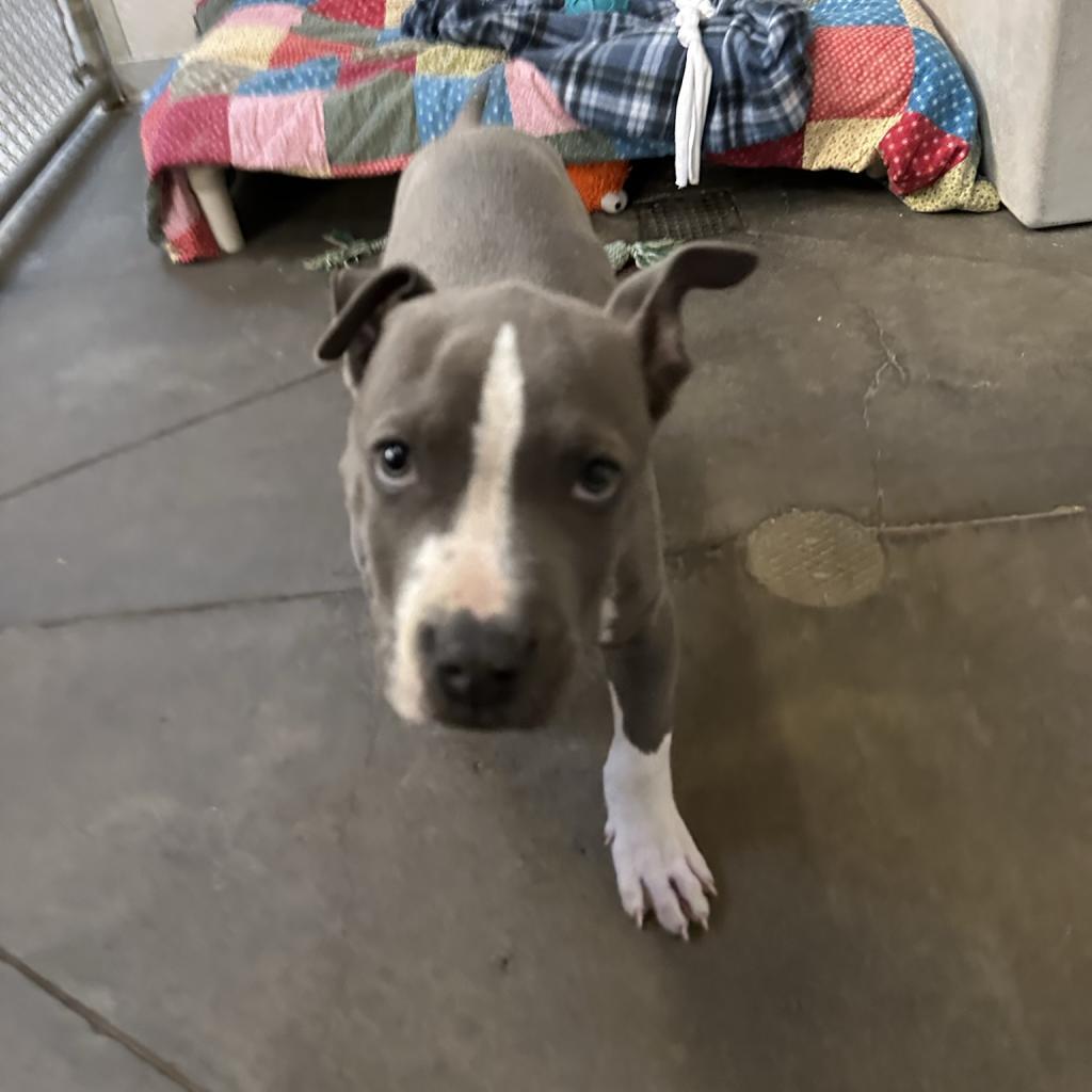 Smokey, an adoptable Mixed Breed in Fort Bragg, CA, 95437 | Photo Image 3