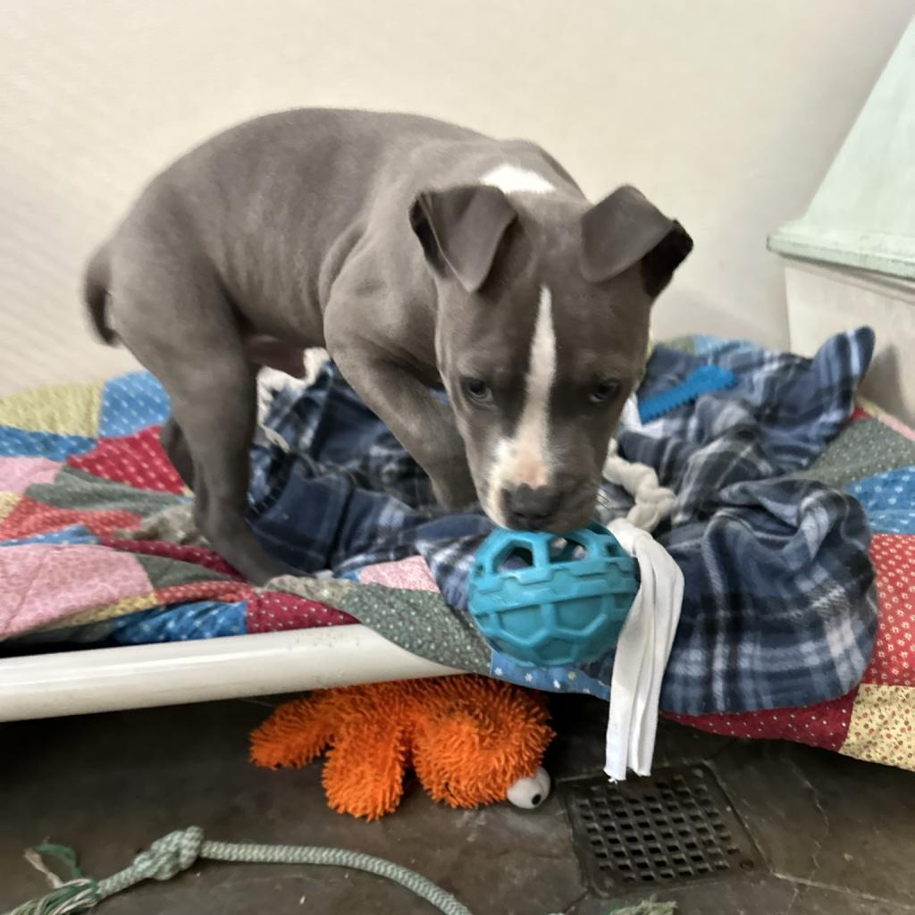 Smokey, an adoptable Mixed Breed in Fort Bragg, CA, 95437 | Photo Image 4