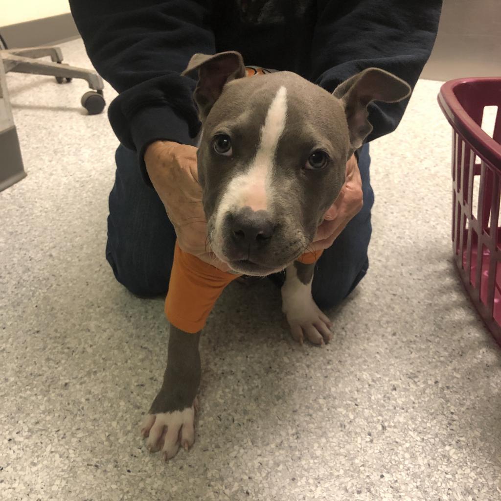 Smokey, an adoptable Mixed Breed in Fort Bragg, CA, 95437 | Photo Image 5