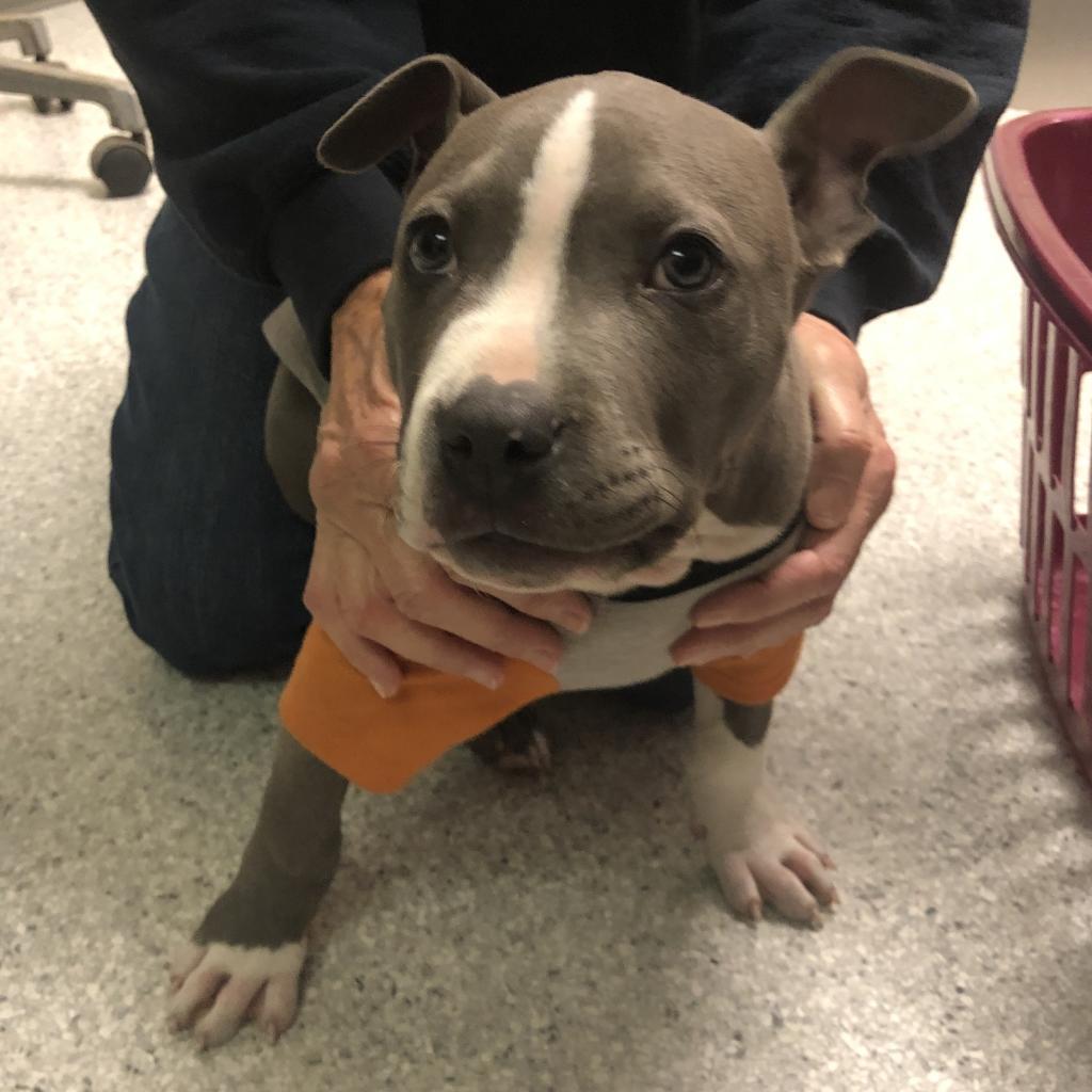 Smokey, an adoptable Mixed Breed in Fort Bragg, CA, 95437 | Photo Image 6