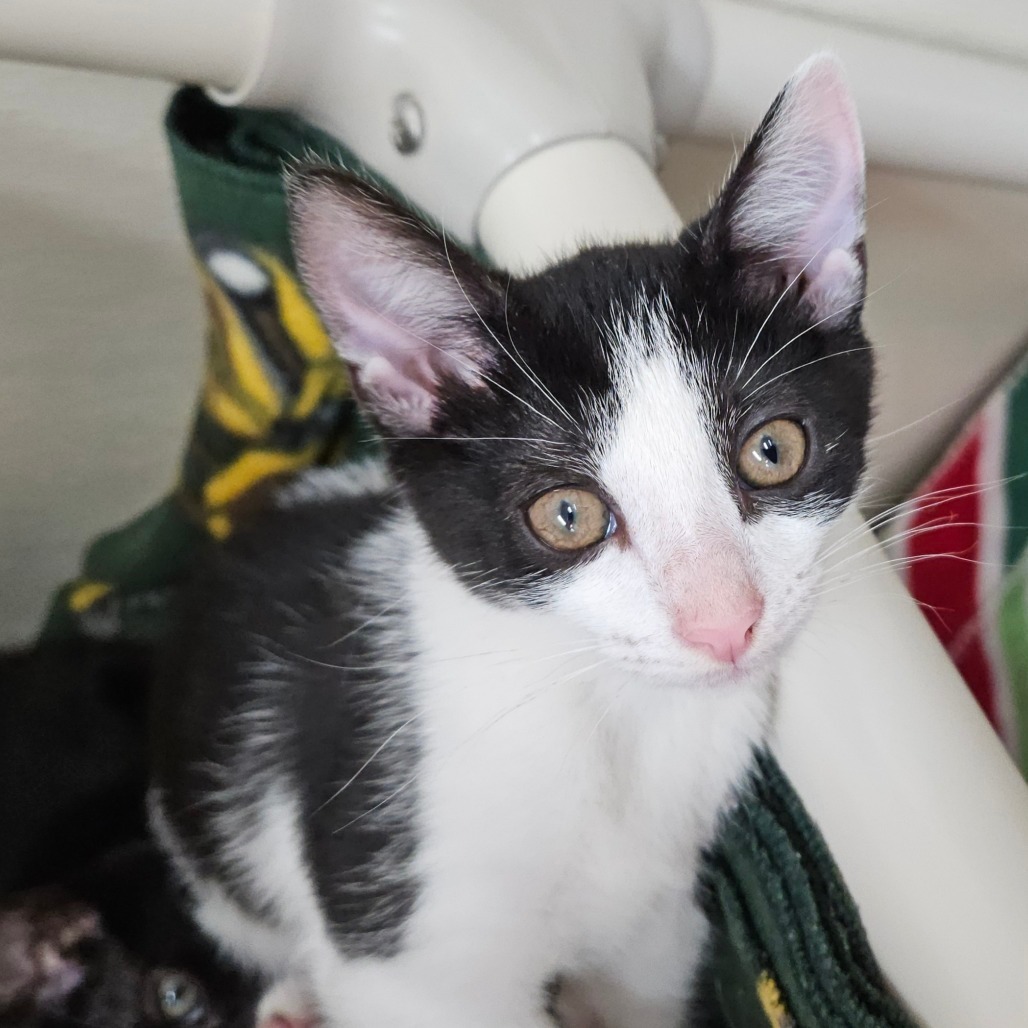 Jessa, an adoptable Domestic Short Hair in Fort Bragg, CA, 95437 | Photo Image 1