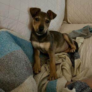 Halle, Baby Female Fox Terrier