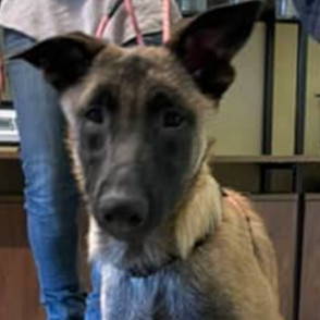 Telluride, Young Female Belgian Shepherd / Malinois