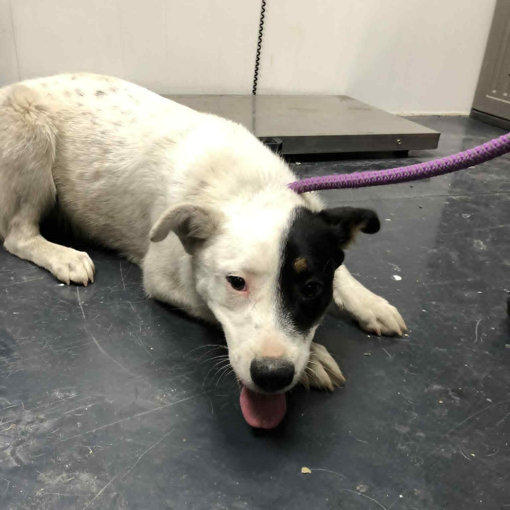 Zia, an adoptable Border Collie, Australian Cattle Dog / Blue Heeler in Garden City, KS, 67846 | Photo Image 1