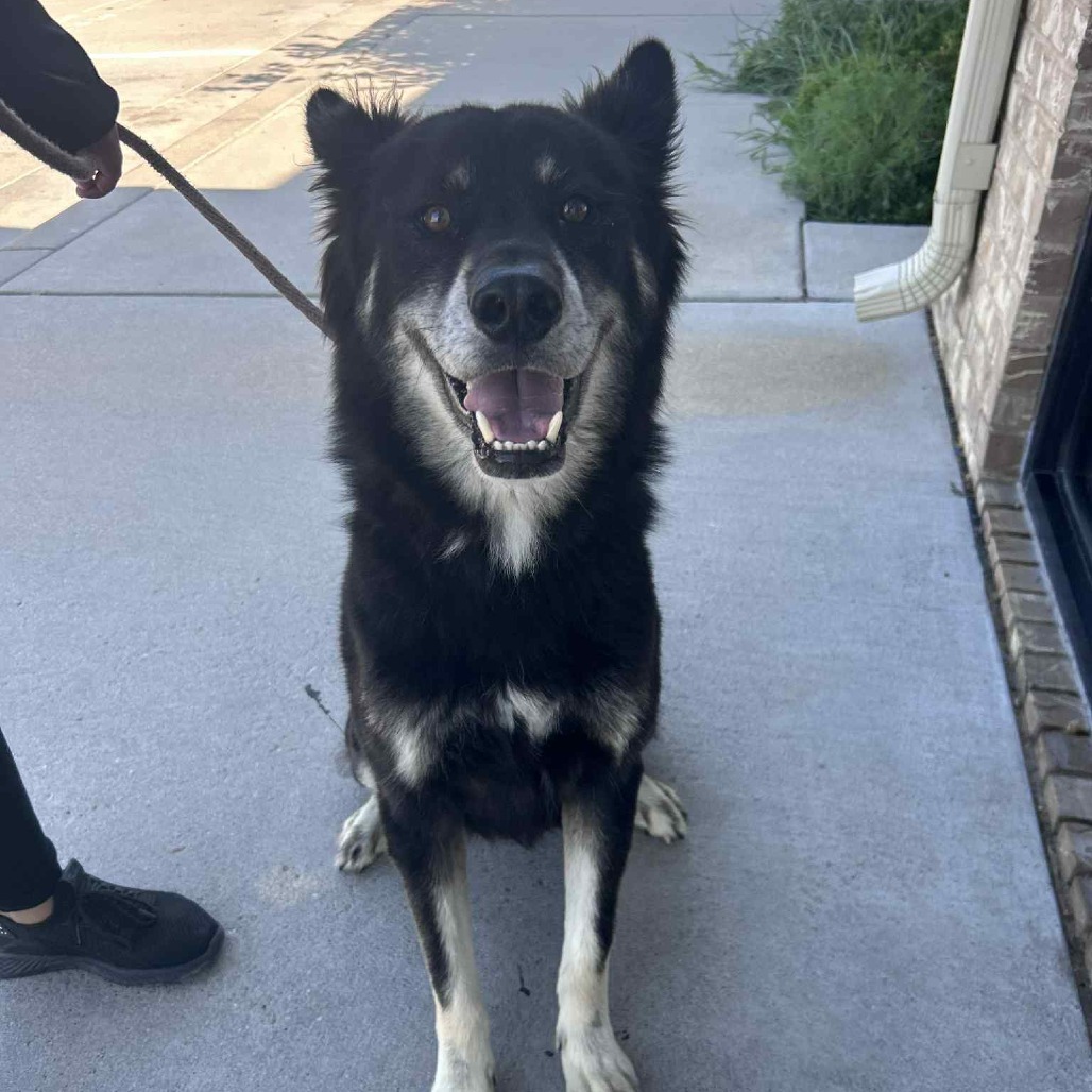 Beau, an adoptable Australian Shepherd, Husky in Garden City, KS, 67846 | Photo Image 1