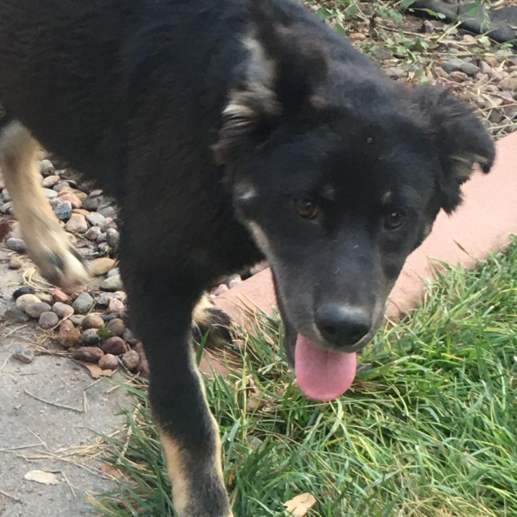 Beau, an adoptable Australian Shepherd, Husky in Garden City, KS, 67846 | Photo Image 2