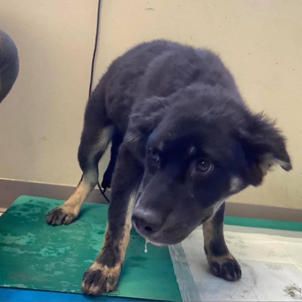 Beau, an adoptable Australian Shepherd, Husky in Garden City, KS, 67846 | Photo Image 3