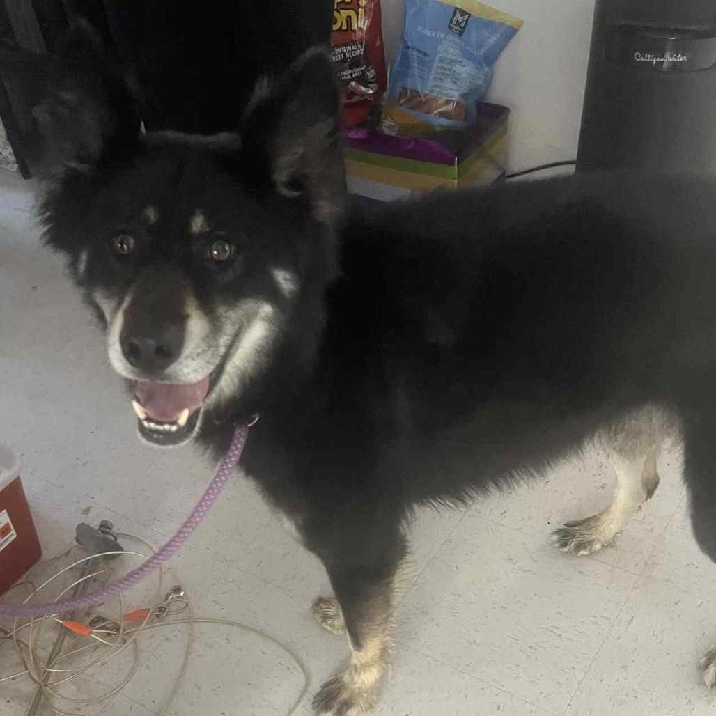Beau, an adoptable Australian Shepherd, Husky in Garden City, KS, 67846 | Photo Image 4