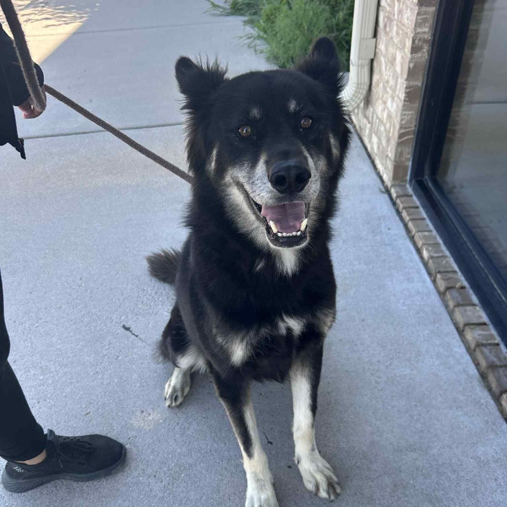 Beau, an adoptable Australian Shepherd, Husky in Garden City, KS, 67846 | Photo Image 5