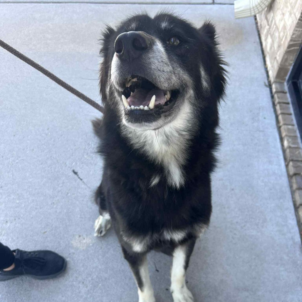 Beau, an adoptable Australian Shepherd, Husky in Garden City, KS, 67846 | Photo Image 6