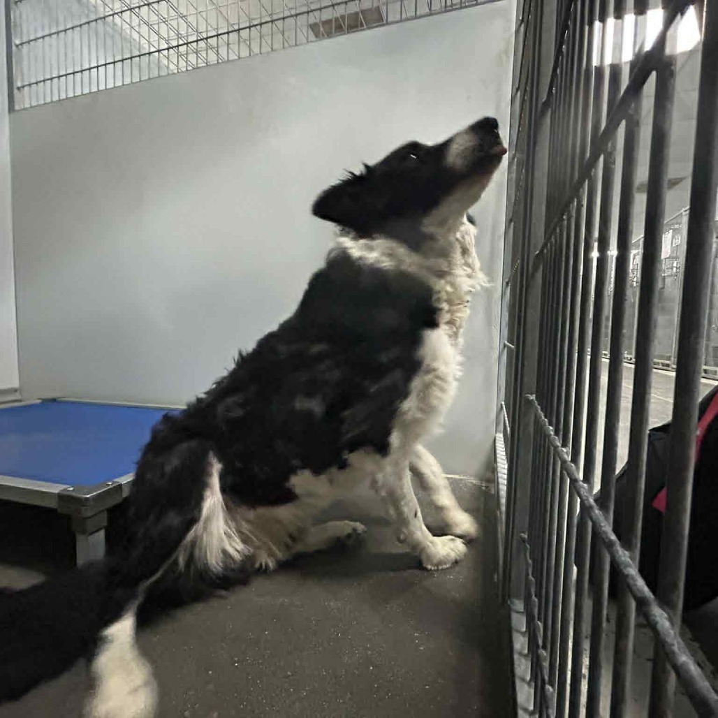 Epson, an adoptable Border Collie in Garden City, KS, 67846 | Photo Image 1