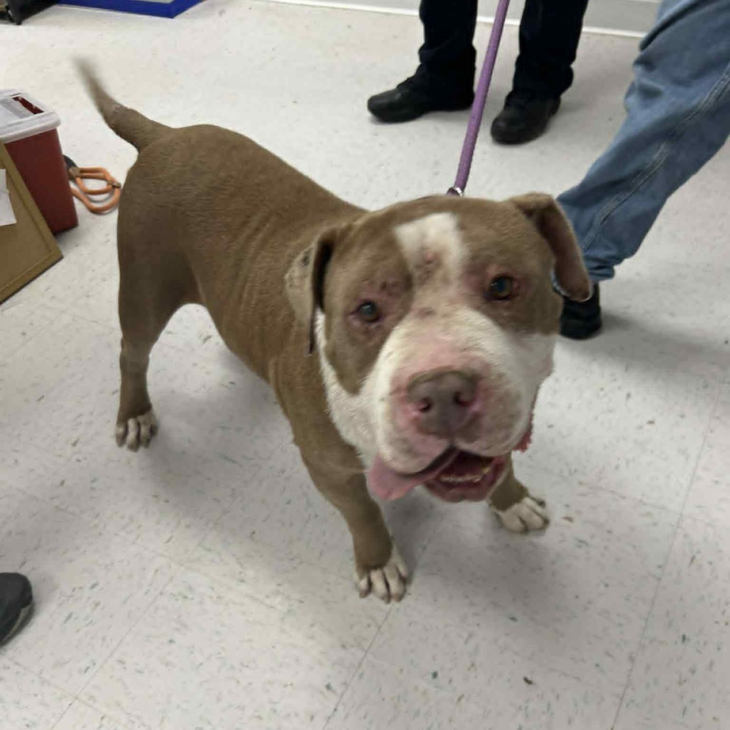 Hugh, an adoptable Pit Bull Terrier in Garden City, KS, 67846 | Photo Image 1
