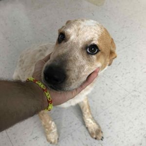 Guitarra, Young Male Cattle Dog