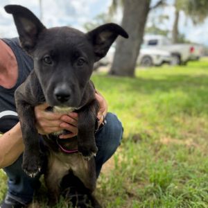 Grisley, Baby Female Mixed Breed