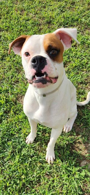 Kongo, Adult Male Boxer