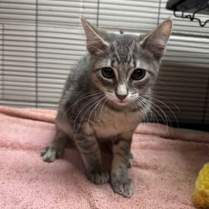 Amil 27345, Baby Male Domestic Short Hair