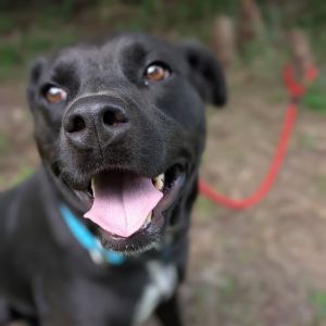 Caddy 27861, Adult Female Mixed Breed