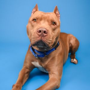Seminole, Adult Male Pit Bull Terrier
