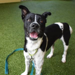 Nelly, Adult Male Terrier