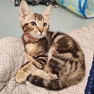 Kate Spade, Baby Female Domestic Short Hair