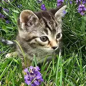 Green Bean Casserole, Baby Female Domestic Medium Hair