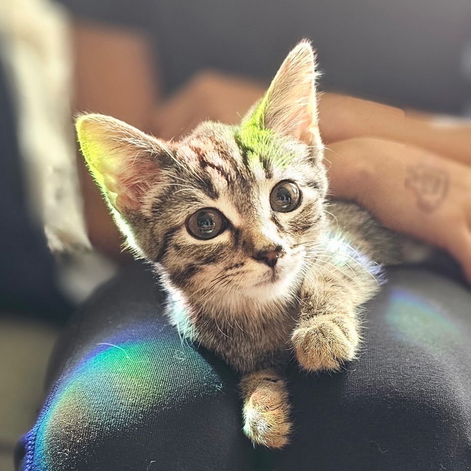 Green Bean Casserole