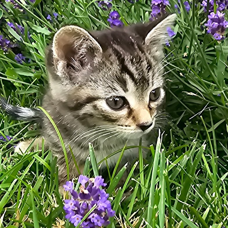 Green Bean Casserole