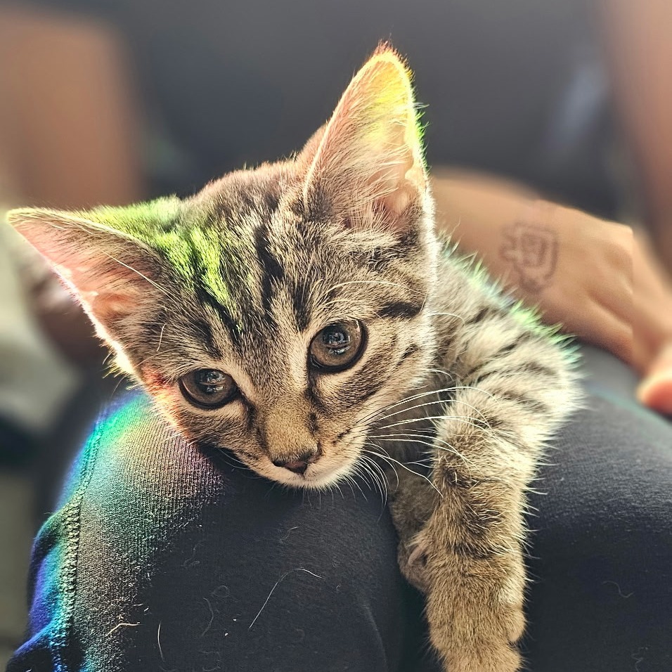 Green Bean Casserole