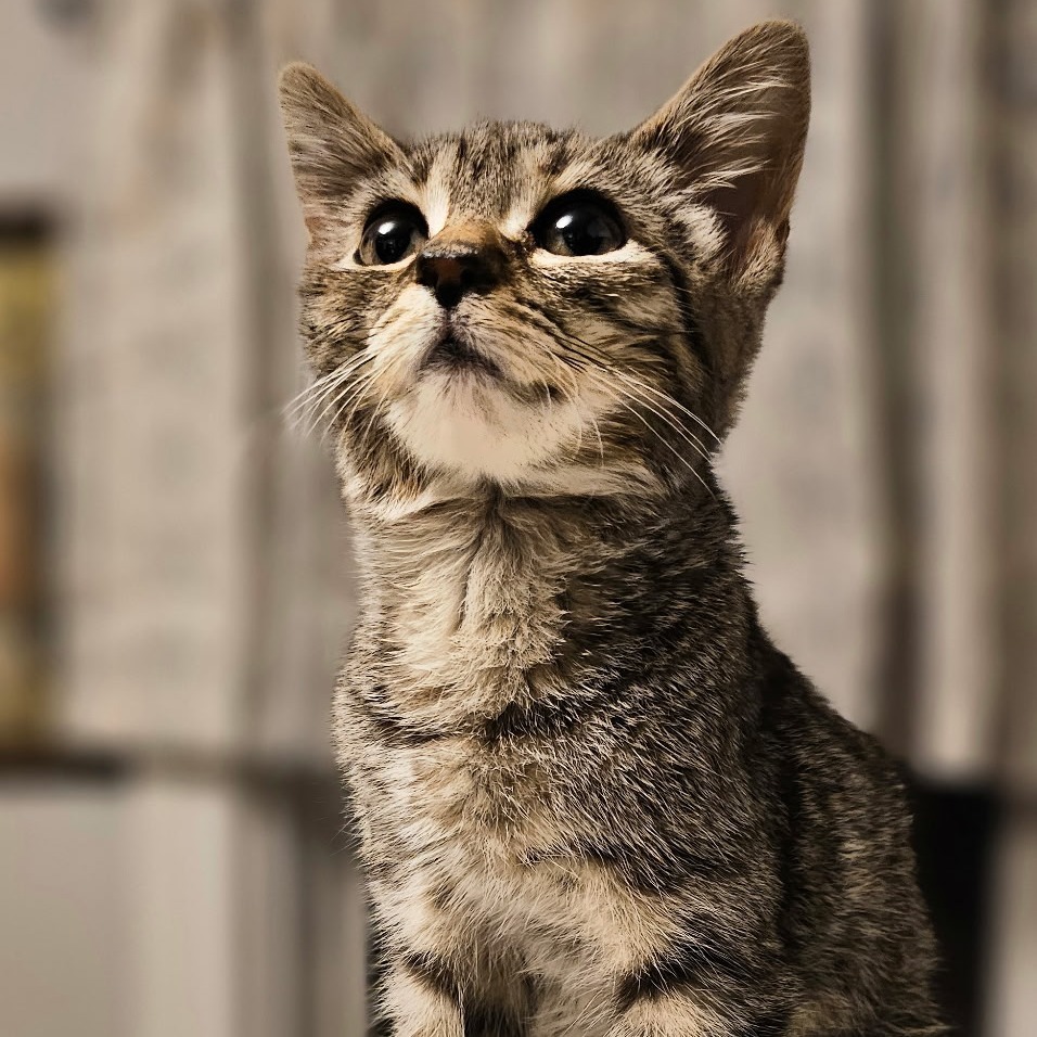 Green Bean Casserole