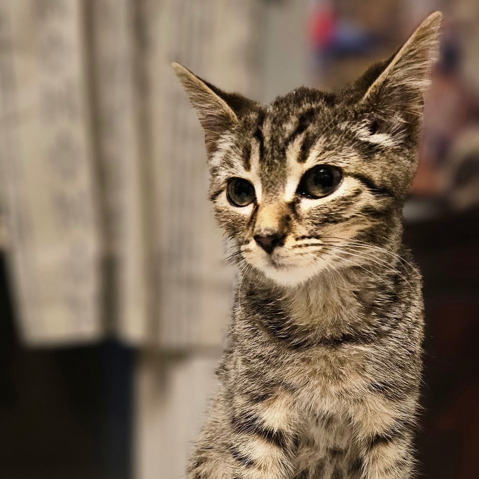 Green Bean Casserole