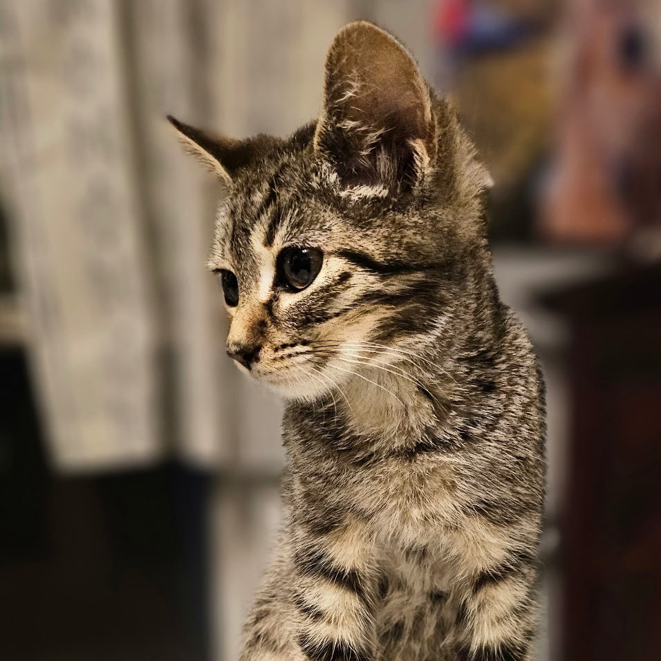 Green Bean Casserole