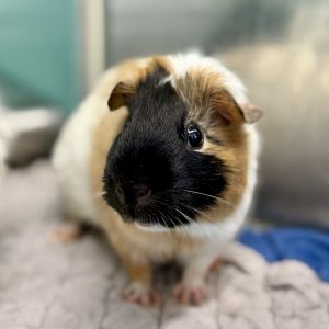 Hey Hey, Adult Female Guinea Pig
