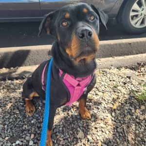 Green Tea, Adult Female Rottweiler