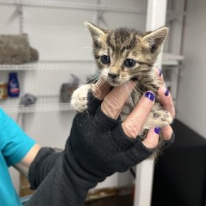 Windshear, Baby Female Domestic Short Hair