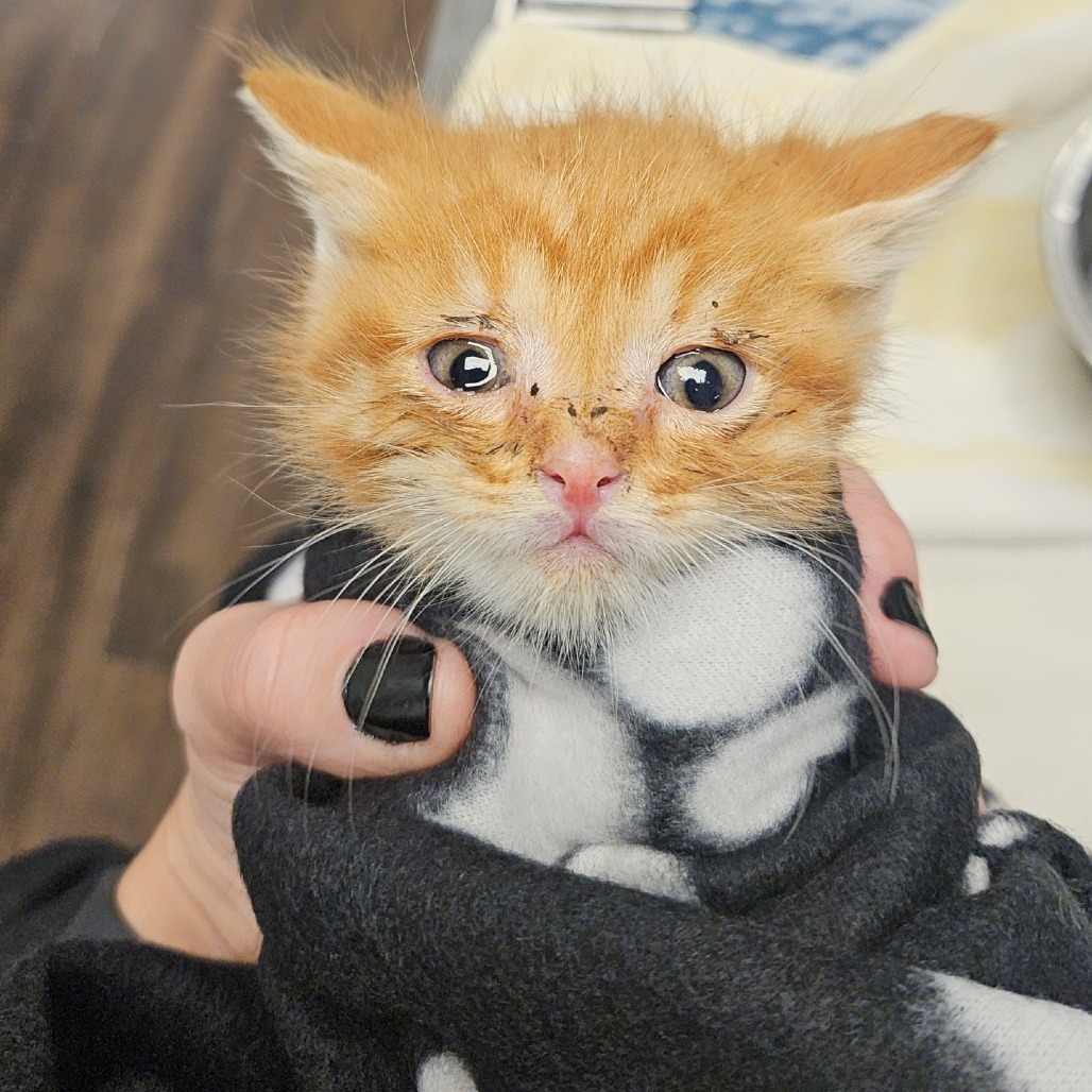 Furrito