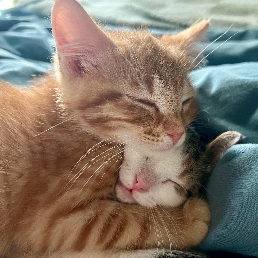 Furrito