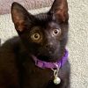 Amethyst Boo 54769 photo 1
