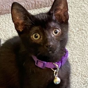 Amethyst Boo 54769, Baby Female Domestic Medium Hair