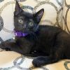 Amethyst Boo 54769 photo 2