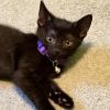 Amethyst Boo 54769 photo 4