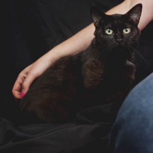 Black Rose 54891, Adult Female Domestic Short Hair